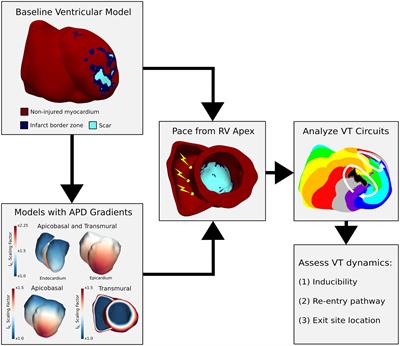 Analyzing the Role of Repolarization Gradients in Post-infarct Ventricular Tachycardia Dynamics Using Patient-Specific Computational Heart Models